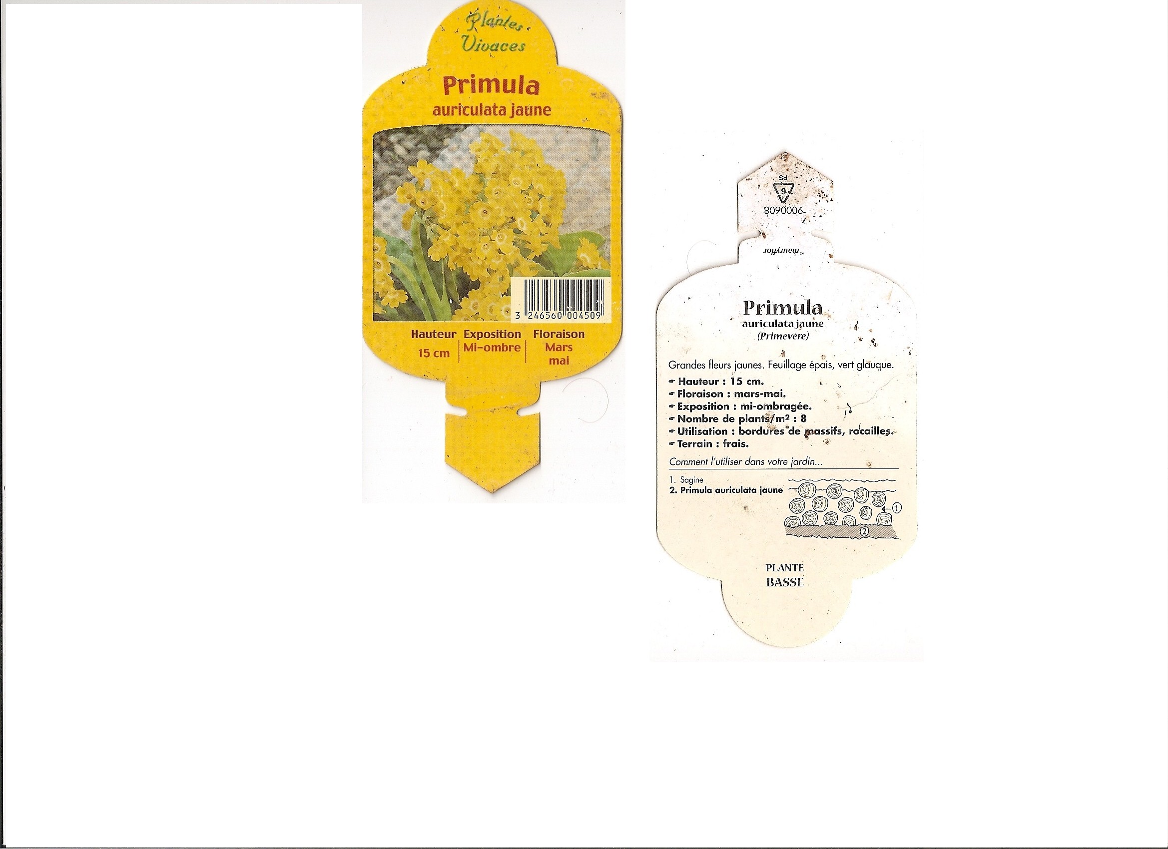 Primula auriculata jaune.jpg